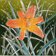 Day Lily<br>Linocut<br> 12&rdquo; x 12&rdquo;
