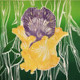 Bearded Iris<br>Linocut<br> 12&rdquo; x 12&rdquo;