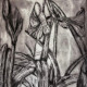 Stripe Lily<br>Monoprint,  Drypoint<br>17.5&rdquo; x 13.5&rdquo;